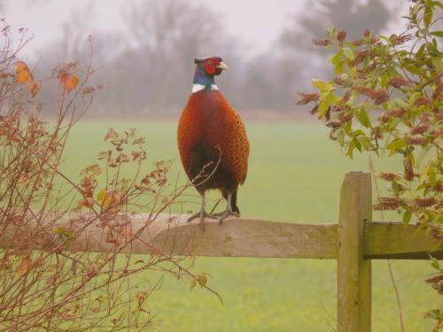 Pheasant Suites Colchester Ngoại thất bức ảnh