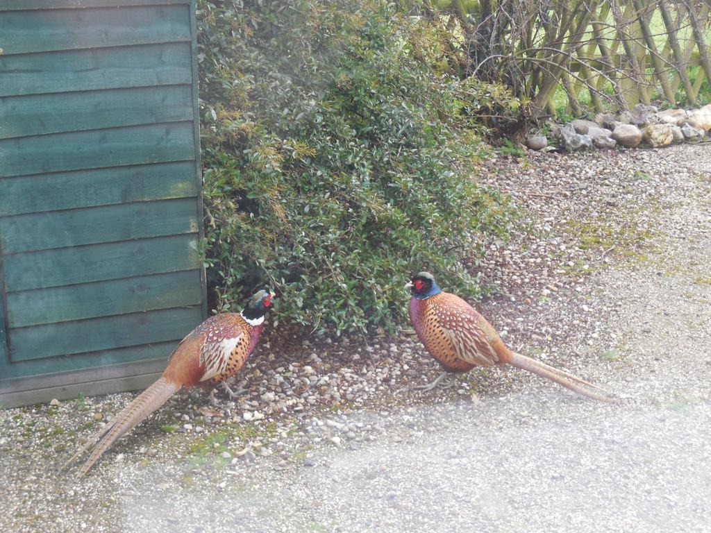 Pheasant Suites Colchester Ngoại thất bức ảnh